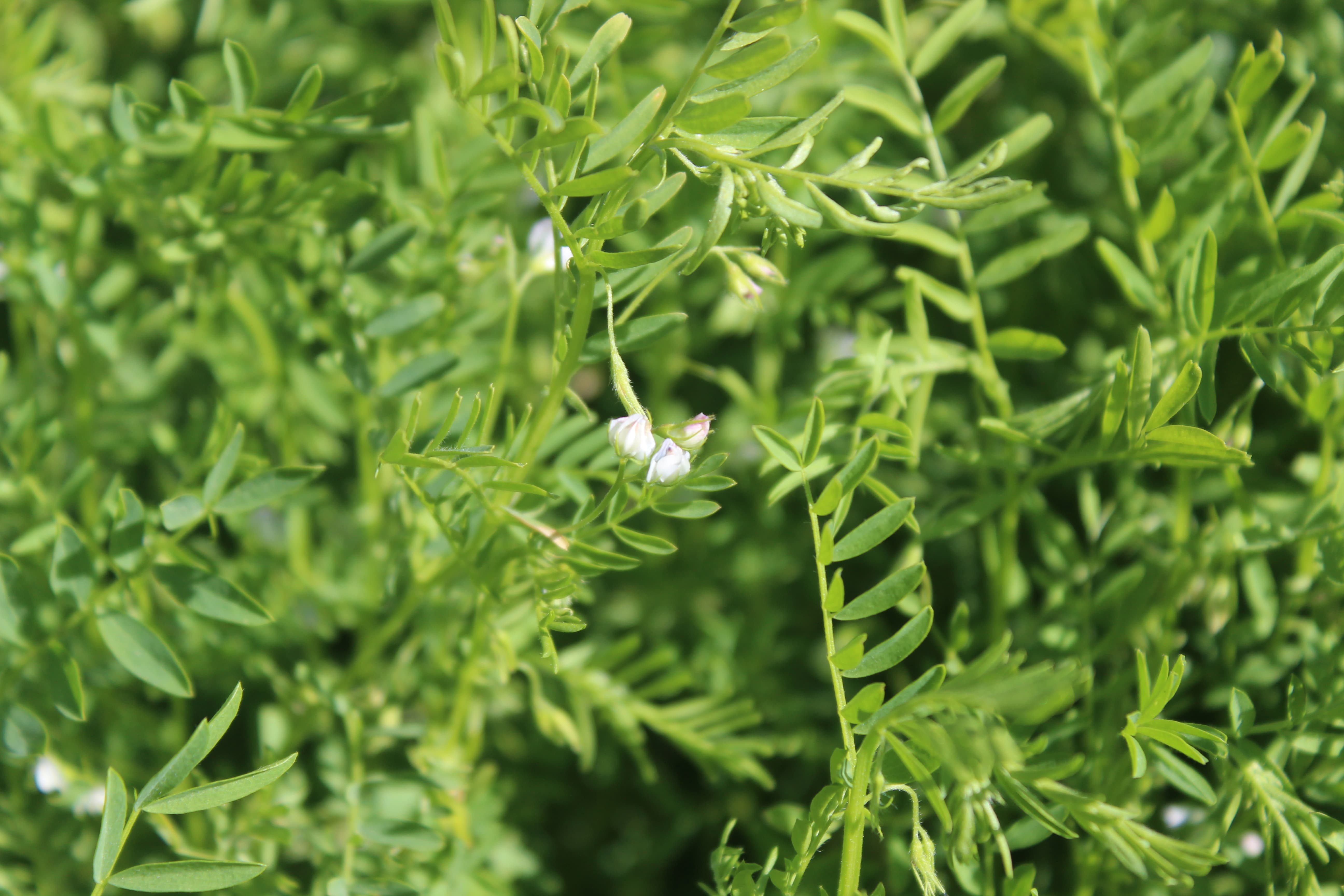 Plant Image